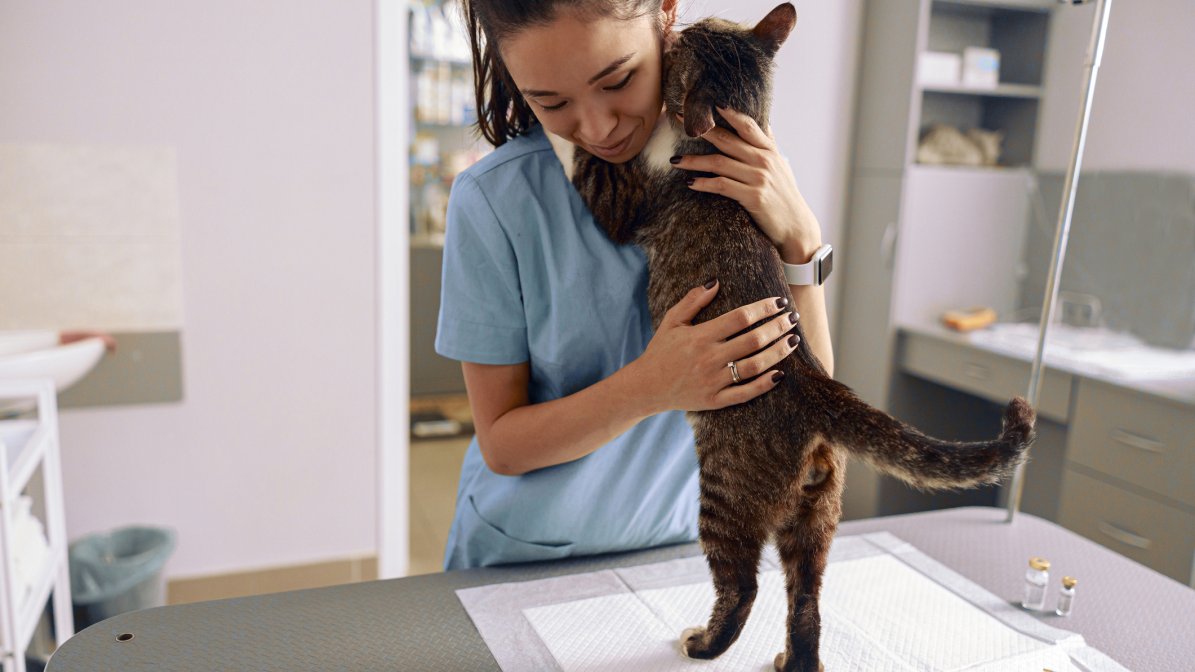 Apprentice veterinary nurse cuddling a cat