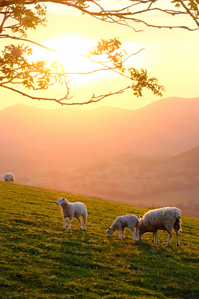 Sheep on a hill, Clwyd 
