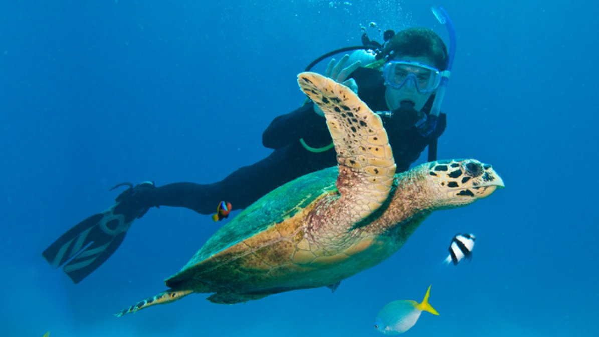 Wildlife conservationist swimming with turtle