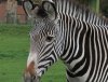 Zebra at Chester Zoo