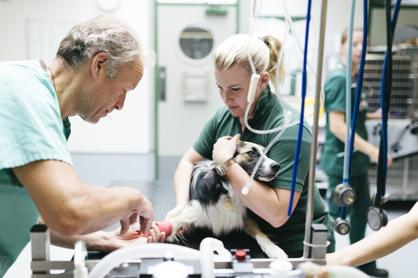 Vet and apprentice with dog